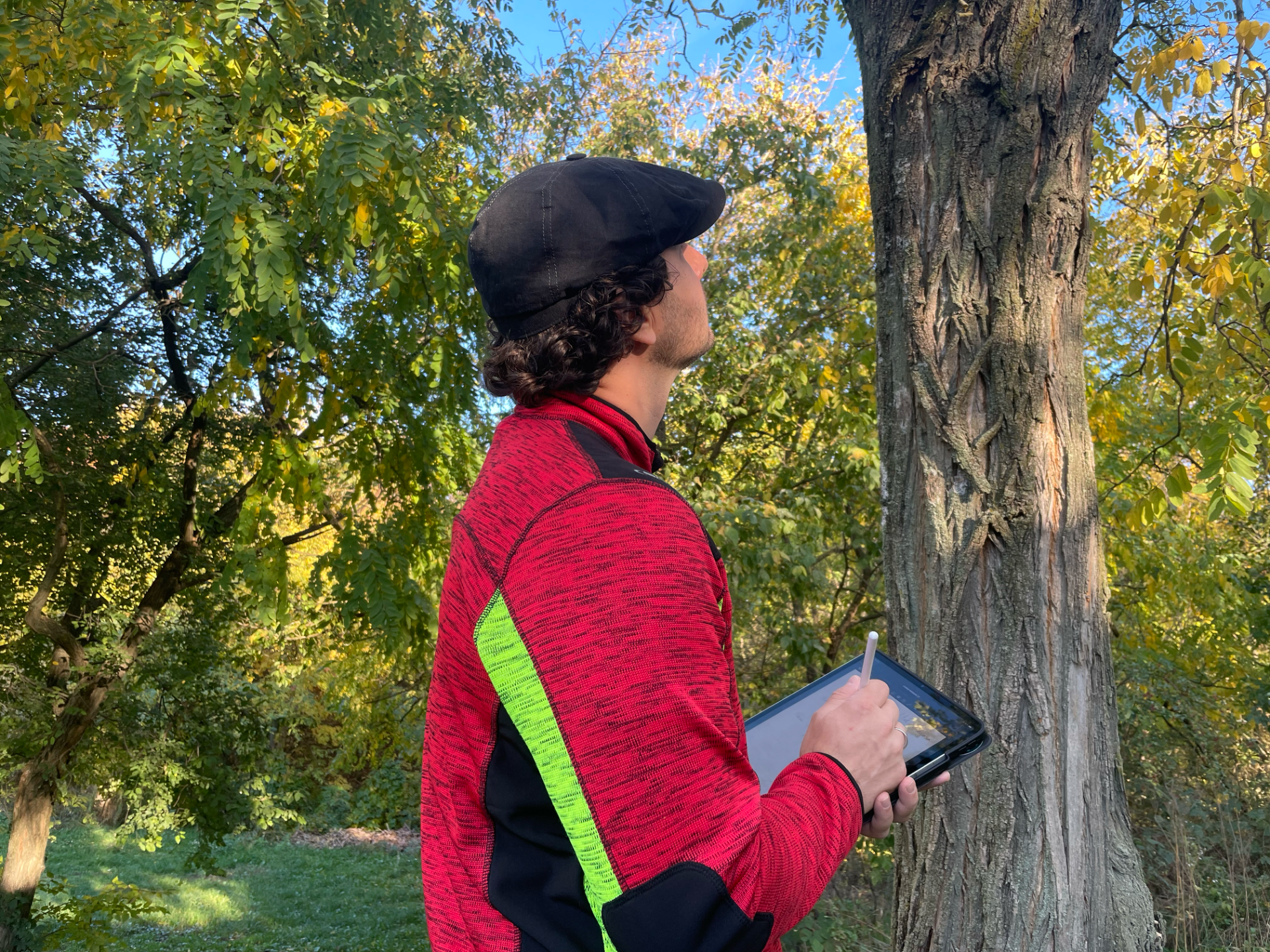 Tree Assessment :: arboristabence